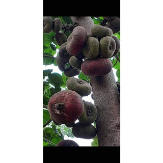 Cây Giống Cây Vả Mật ( CÂY GIỐNG NGỌC HIẾU )