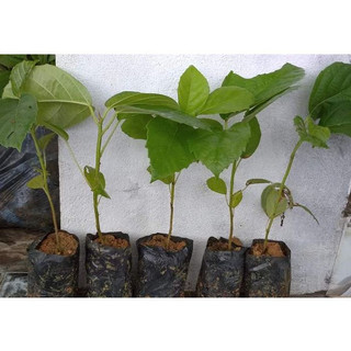 Cây Giống Cây Vả Mật ( CÂY GIỐNG NGỌC HIẾU )