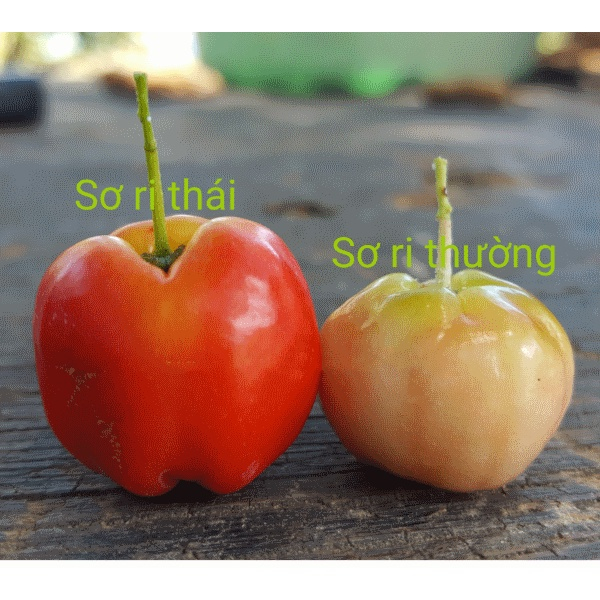 CÂY GIỐNG SƠ RI THÁI (QUẢ NGỌT)( CÂY GIỐNG NGỌC HIẾU )