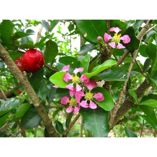 CÂY GIỐNG SƠ RI THÁI (QUẢ NGỌT)( CÂY GIỐNG NGỌC HIẾU )
