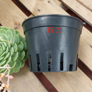 Chậu trồng lan phi 21
