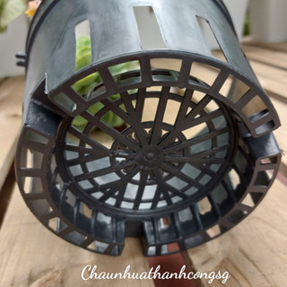 [10 cái] Chậu trồng lan phi 21