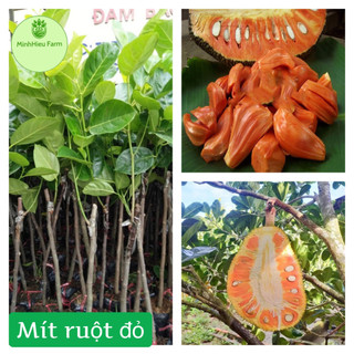 Cây giống mít ruột đỏ malaysia, loại cây giống thế hệ mới, giống khỏe, giá trị kinh tế cao so với những loại mít khác