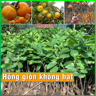 Cây Giống Hồng Giòn không hạt cực sai quả cây khỏe phát triển tốt dễ trồng và chăm sóc phù hợp khí hậu nhiều vùng miền