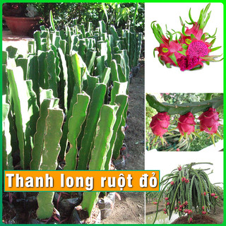 Cây Giống Thanh Long ruột đỏ cực sai quả cây khỏe phát triển tốt dễ trồng và chăm sóc phù hợp khí hậu nhiều vùng miền