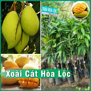 Cây Xoài Cát Hòa Lộc cực sai quả cây khỏe phát triển tốt dễ trồng & chăm sóc phù hợp khí hậu nhiều vùng miền