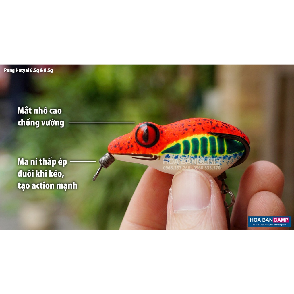 Nhái Hơi Pong Hatyai - Thailand | 6.5g - 8.5g
