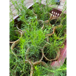 Cây thì là thân gỗ