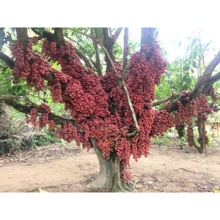 Cây dâu da đất giống f1( CÂY GIỐNG NGỌC HIẾU )