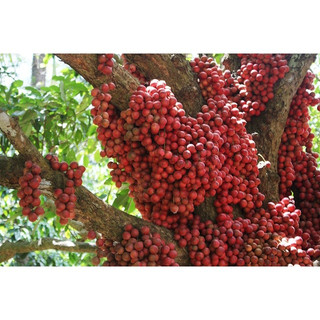 Cây dâu da đất giống f1( CÂY GIỐNG NGỌC HIẾU )