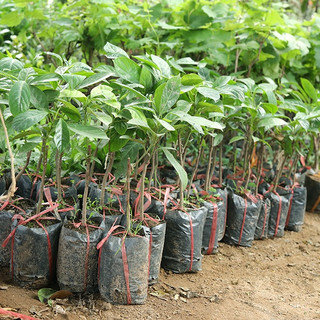 Cây dâu da đất giống f1( CÂY GIỐNG NGỌC HIẾU )