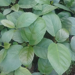 Cây Giống Chuẩn Cây Vả Mật( CÂY GIỐNG NGỌC HIẾU )