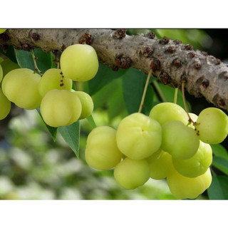 Cây giống chùm ruột thái trái ngọt