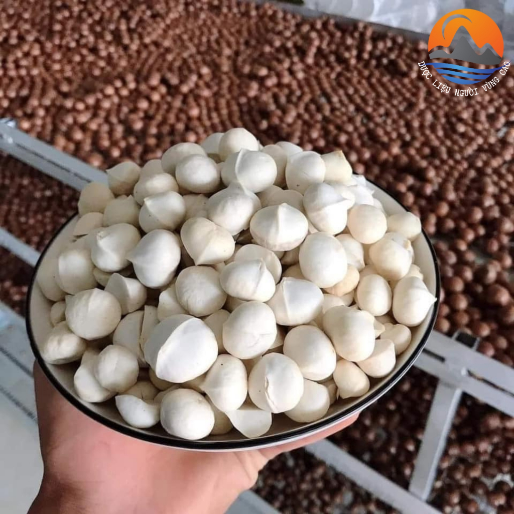 Nhân macca Lai Châu tách vỏ nguyên hạt không vỡ, sấy chín từ macca tươi hữu cơ. Mắc ca, mac ca sấy k