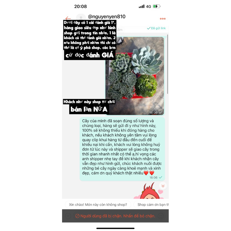 Cây sen đá Phật Bà Sempervivum tectorum size trung bình 6-8cm, cây cảnh trang trí nhà cửa THUANPHAT GARDEN