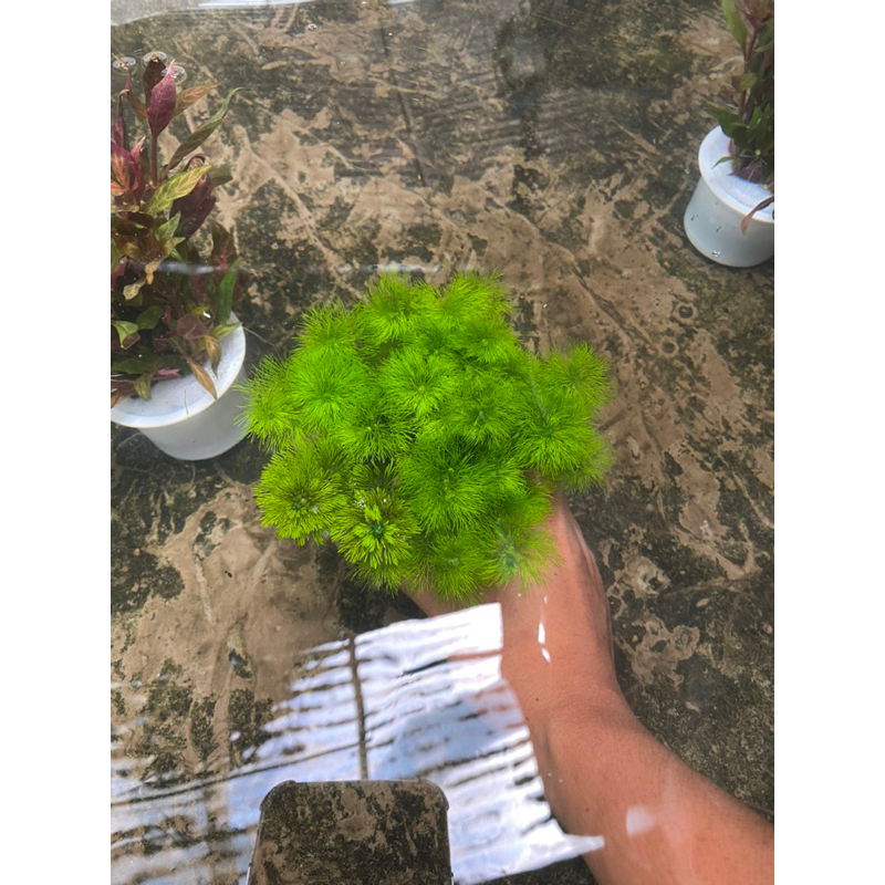 CÂY THỦY SINH TIỂU BẢO THÁP- 20K/15NGỌN
