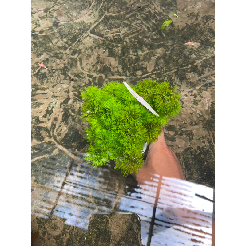 CÂY THỦY SINH TIỂU BẢO THÁP- 20K/15NGỌN