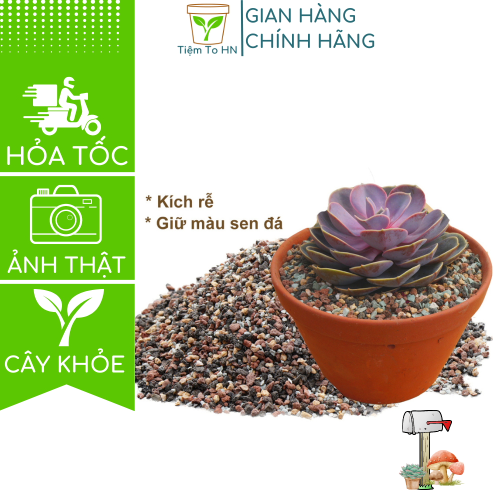 Đá bảy màu đá cầu vồng 1kg đất trồng sen đá dải mặt chậu Rainbow Stone giúp sen đá xương rồng lên màu size 3-6mm
