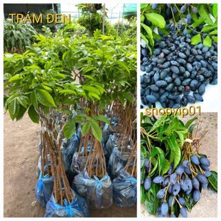 Cây trám đen ghép cao 70-90cm