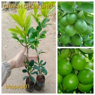 Giống chanh tứ quý ghép cực sai quả