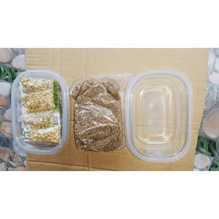Combo trồng cỏ mèo - cỏ lúa mạch cho mèo (Hạt Giống Cỏ Mèo + Hộp Trồng)