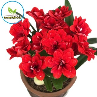 củ lan huệ đỏ kép siêu khỏe đẻ nhiều
