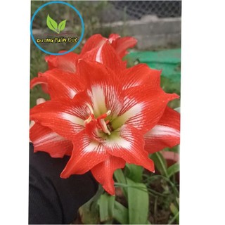 Củ giống hoa lan huệ lai đài Loan, mặt hoa như hình, sẵn rễ và lá