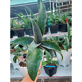Chậu lưỡi hổ lá bản hơi dày, dáng xoè tròn - Sansevieria Hybrid 'Macrophylla'