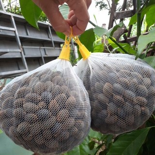 Say, Xay trái tươi siêu ngon
