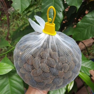Say, Xay trái tươi siêu ngon (Say Gia Lai)