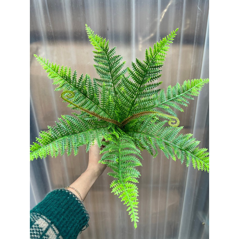 Cụm lá dương sỉ vòi
