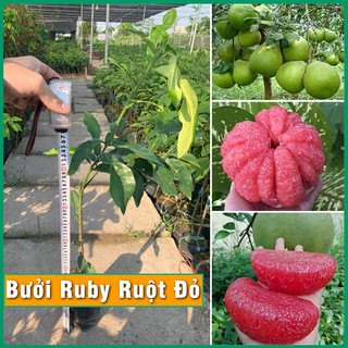 Cây Giống Bưởi Ruby Ruột Đỏ Thái Lan không hạt cây khỏe phát triển tốt dễ trồng & chăm sóc phù hợp khí hậu nhiều vùng