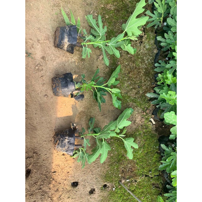 Cây giống sung mĩ