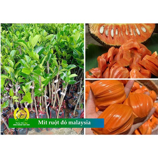 Cây giống mít ruột đỏ (1caay)