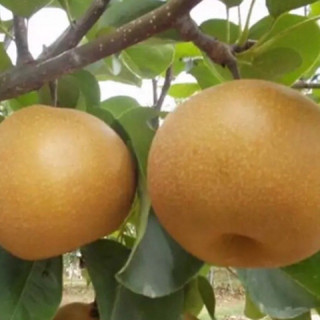 Cây giống Lê nâu(mắc cọp)