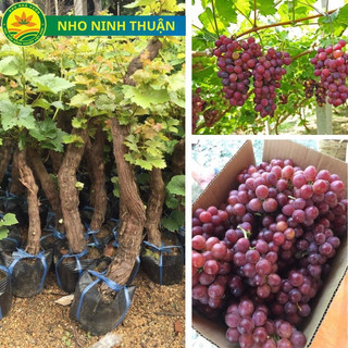 Cây giống nho ninh thuận