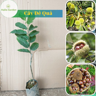 Cây giống hạt dẻ ăn quả