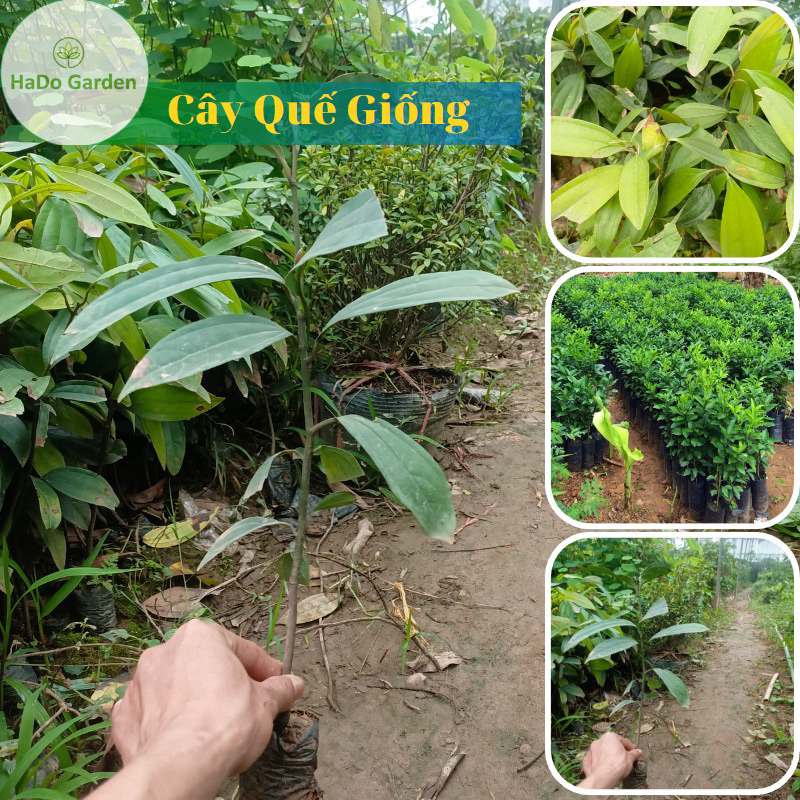 Cây giống quế(1cay)