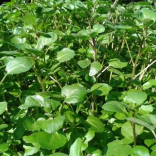 1 gram hạt giống cải xoong mỹ dễ trồng