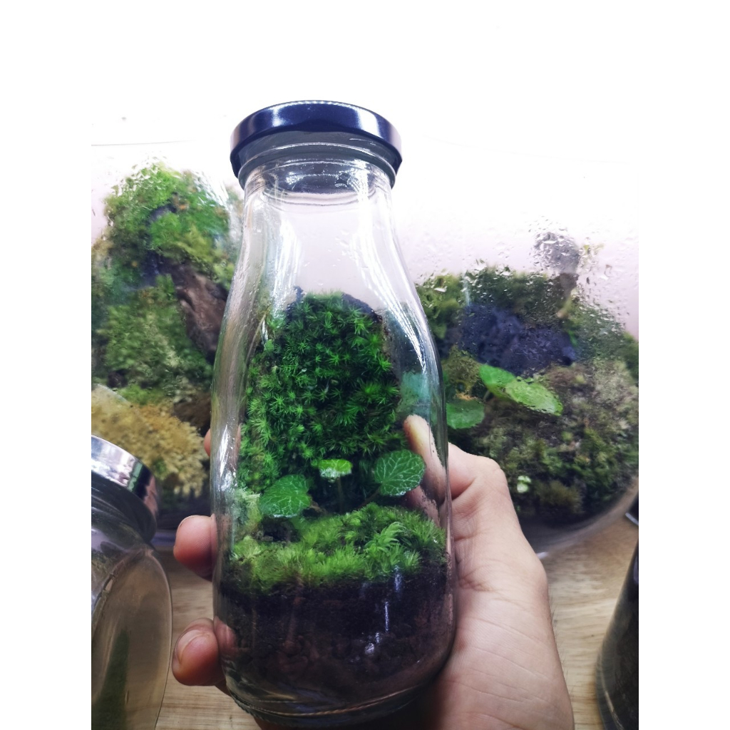Lọ terrarium trồng rêu