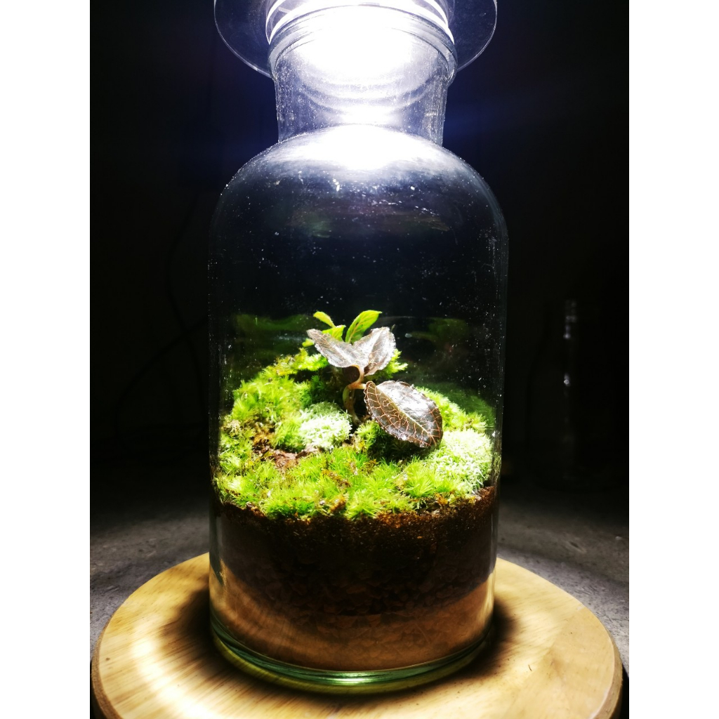 Lọ terrarium trồng rêu