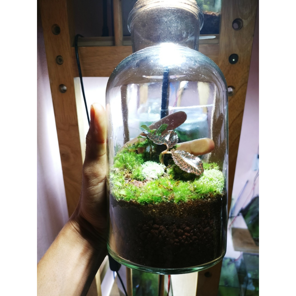 Lọ terrarium trồng rêu