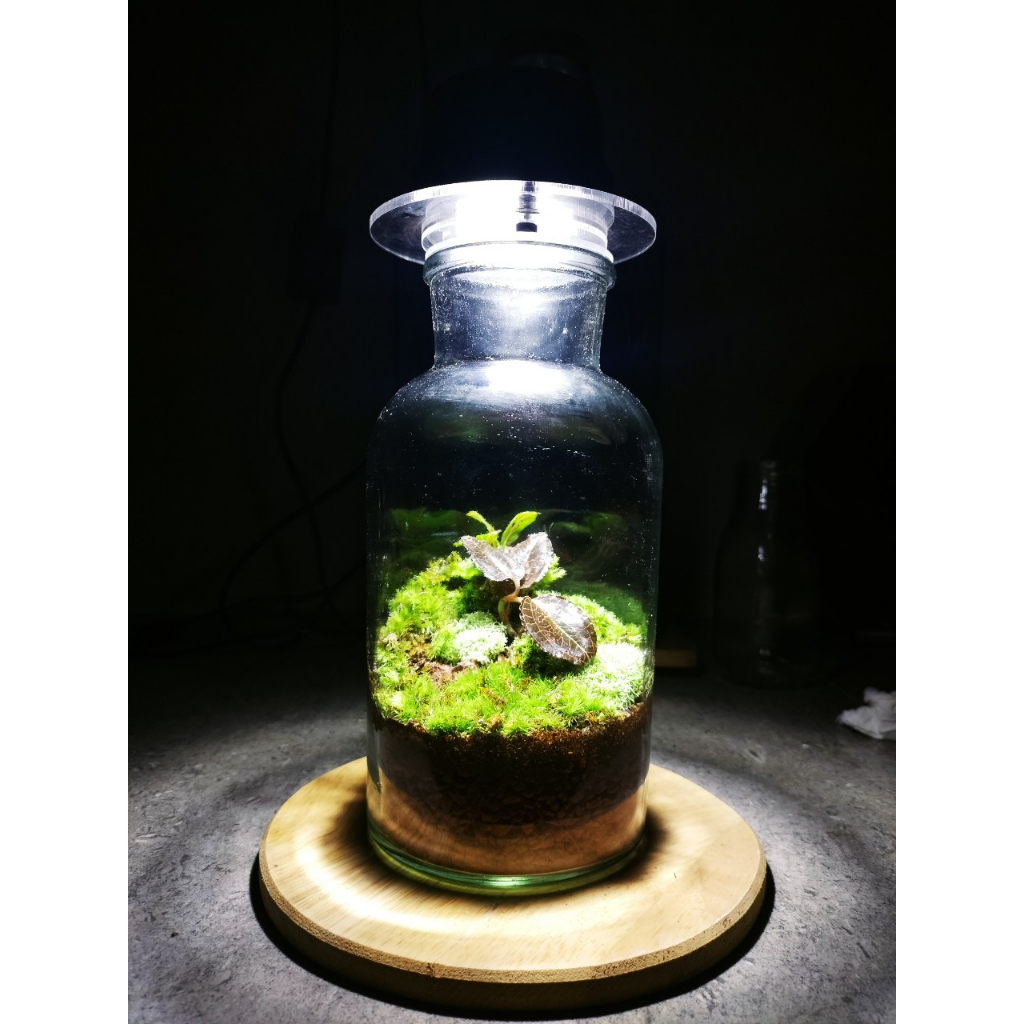 Lọ terrarium trồng rêu