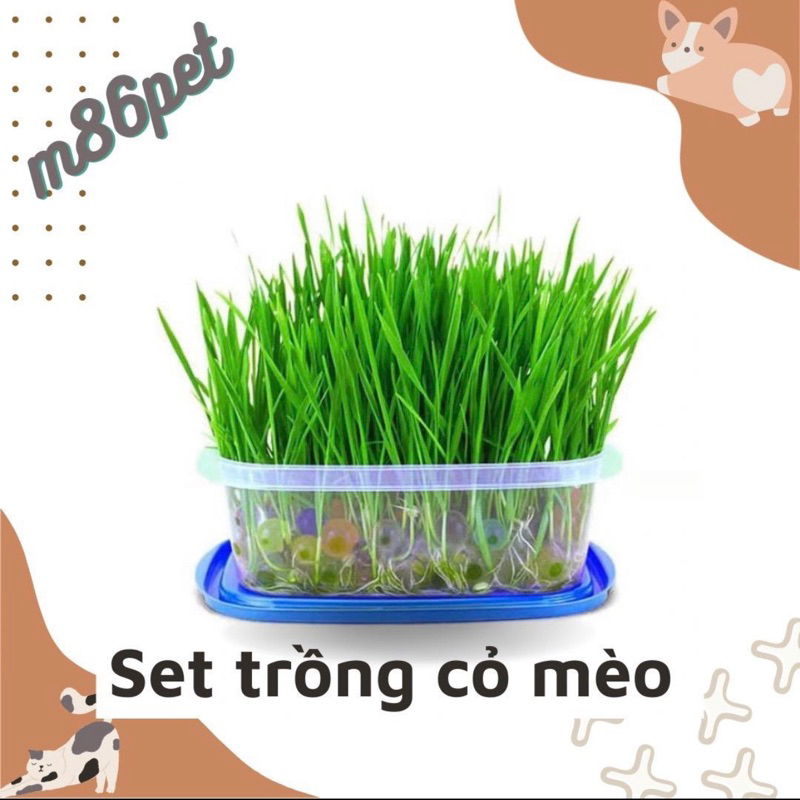 Bộ kit tự trồng cỏ mèo, cỏ mèo tươi cho mèo, tiêu búi lông