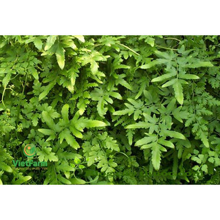 Hải kim sa tươi 1kg