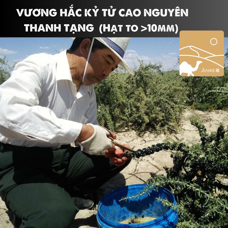 Hắc Kỷ Tử Thanh Tạng size Vương hạt to 10mm Hộp 100g - Jiang