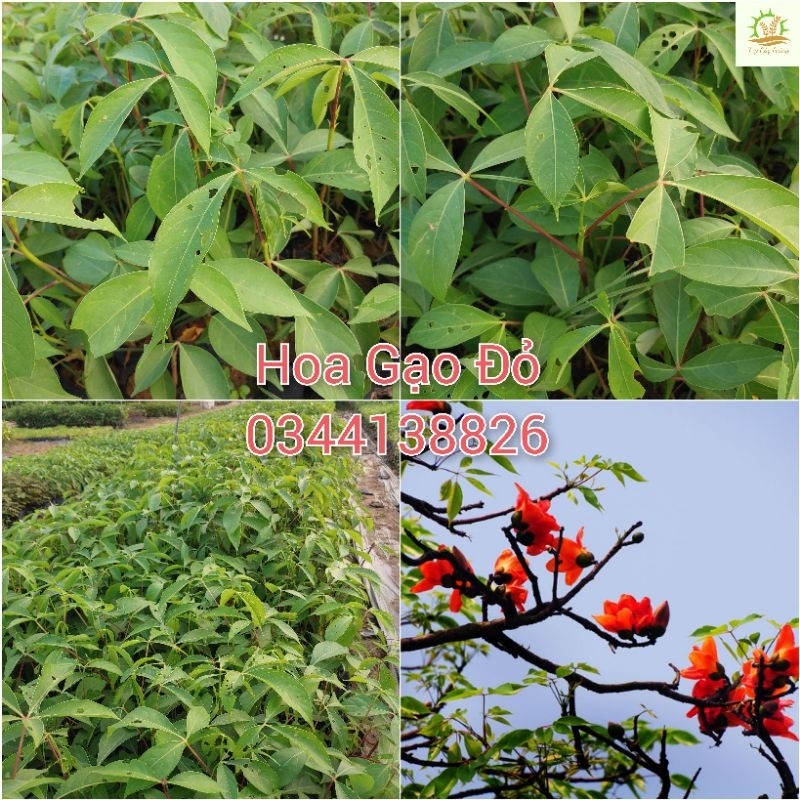 Cây giống hoa Gạo Đỏ(mua 10 tặng 1)