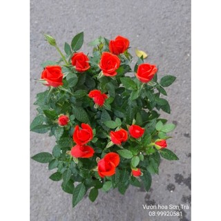 Tỷ muội hà lan màu đỏ cờ, đang hoa.