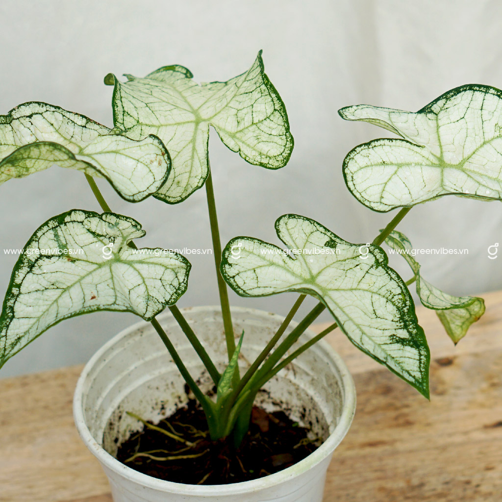 Cây Caladium nhiều màu GREENVIBES kiểng lá để bàn cao 30cm  hợp người mệnh mộc