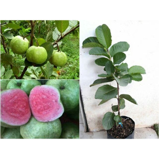 Cây Giống ổi Ruby Siêu Sớm